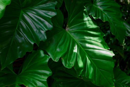 �1762071 �������(a): ����������:2048x1365